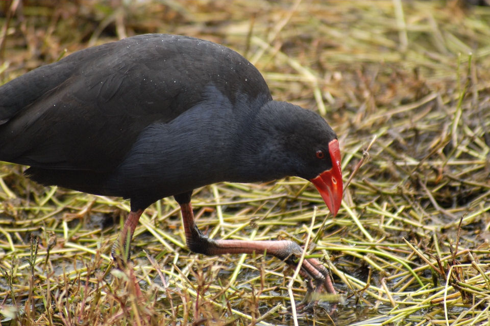 Purple Swamphen (Porphyrio porphyrio)